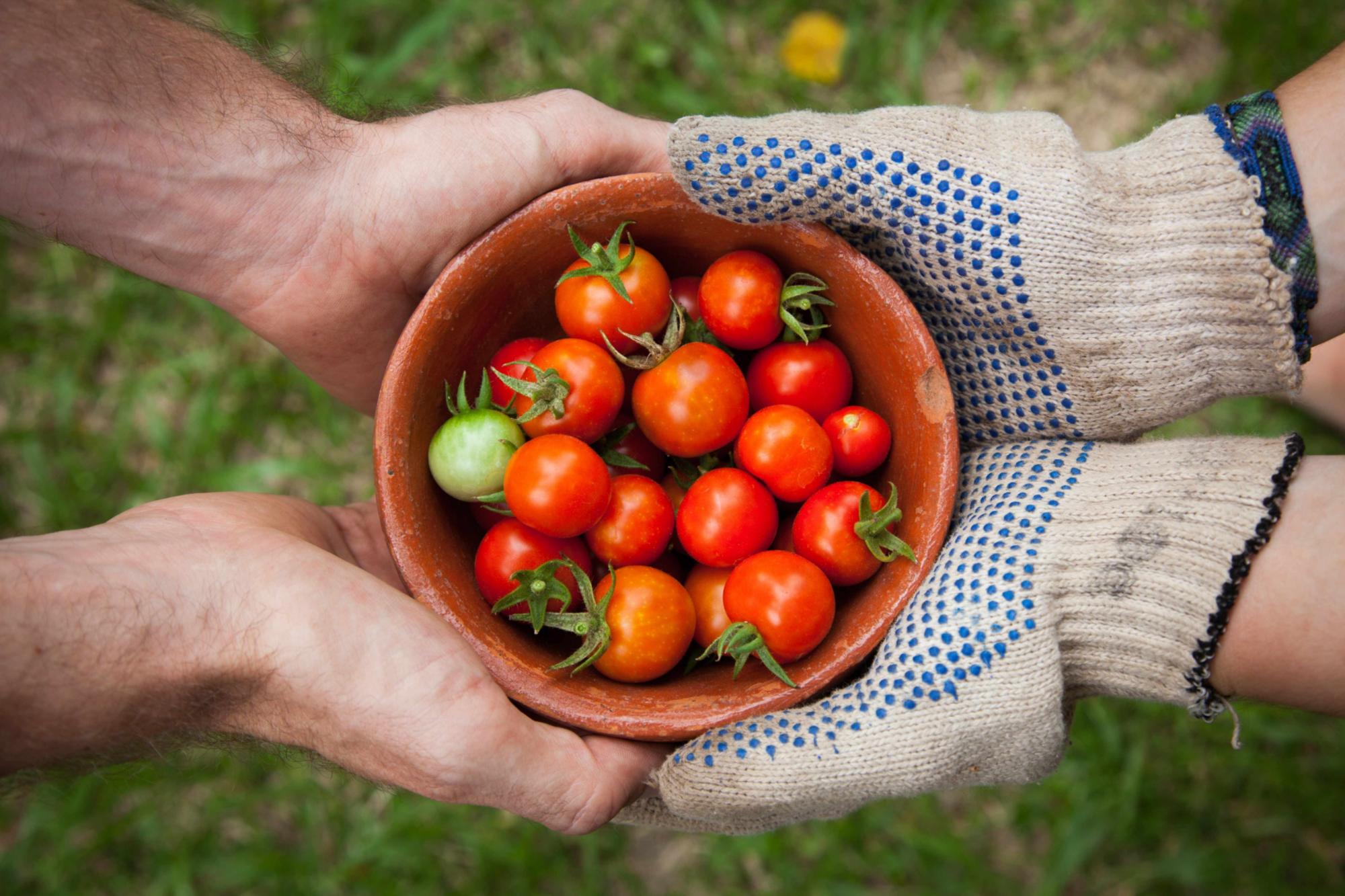 Tomaten_elaine-casap-unsplash